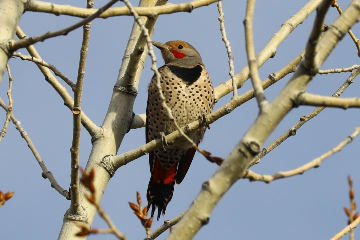 Northern Flicker - ML644595927
