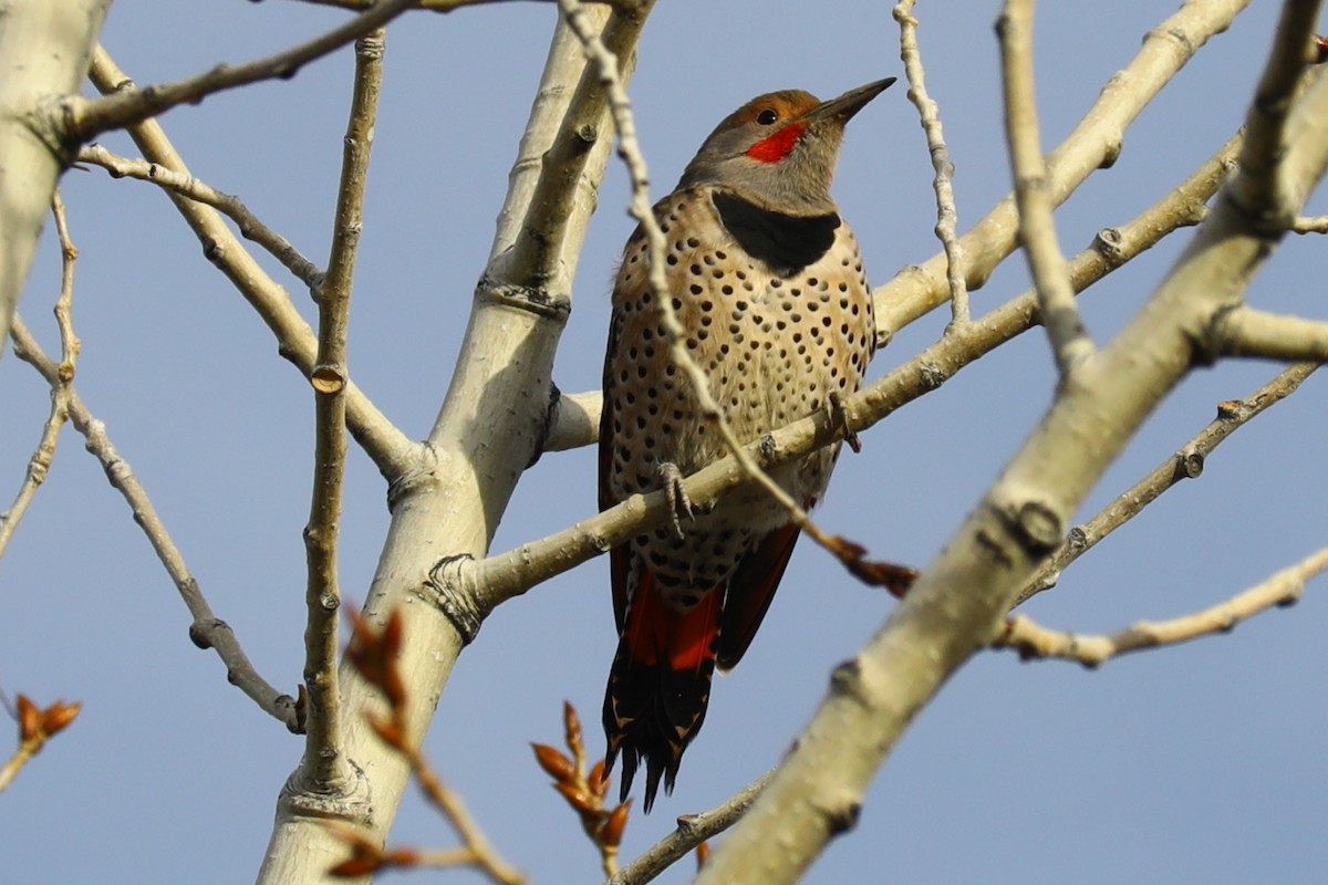 Northern Flicker - ML644595930