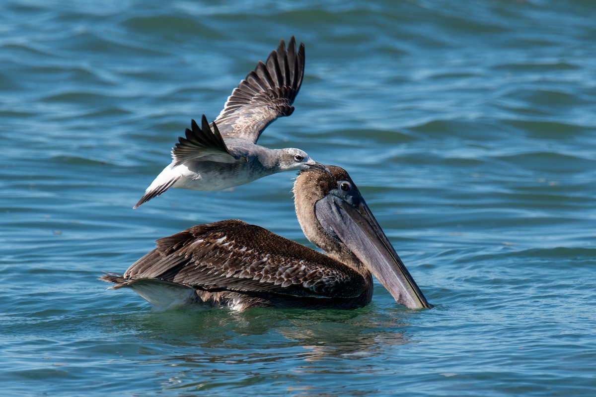 Laughing Gull - ML644595933