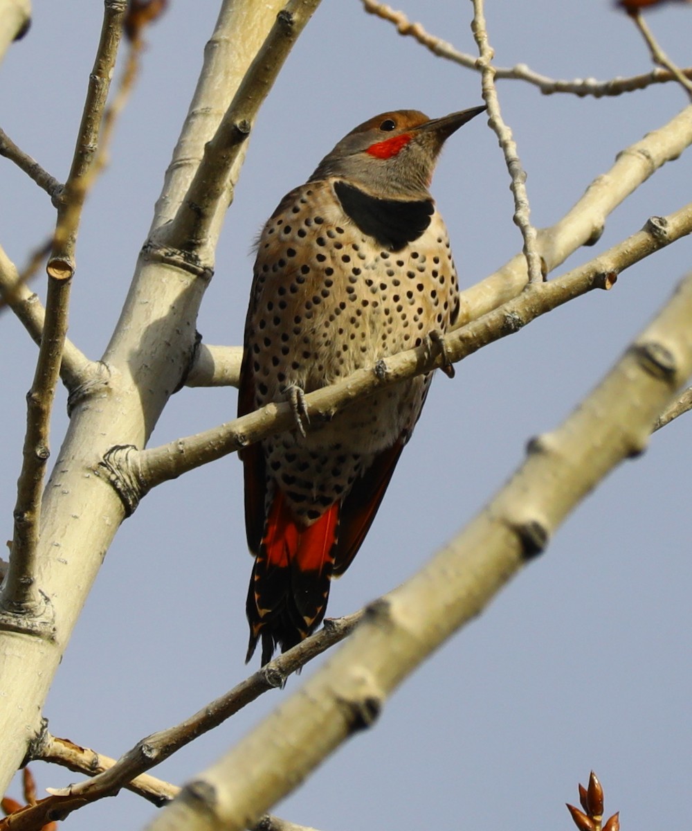 Northern Flicker - ML644595941