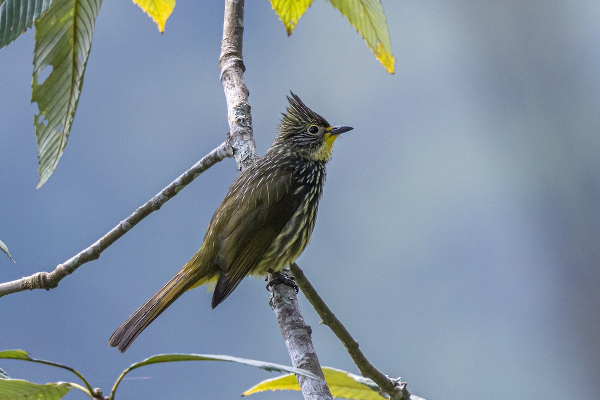 Çizgili Arapbülbülü - ML644595944