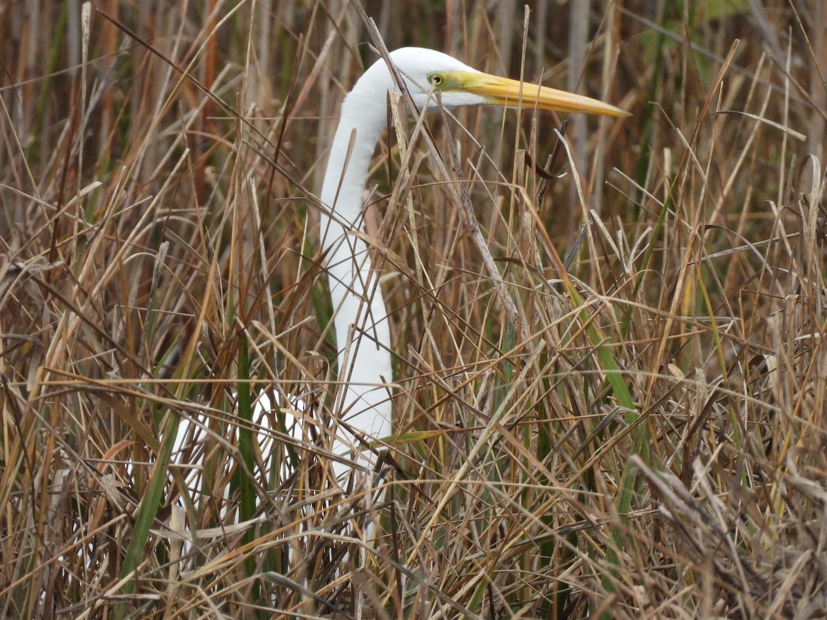 Great Egret - ML644595945