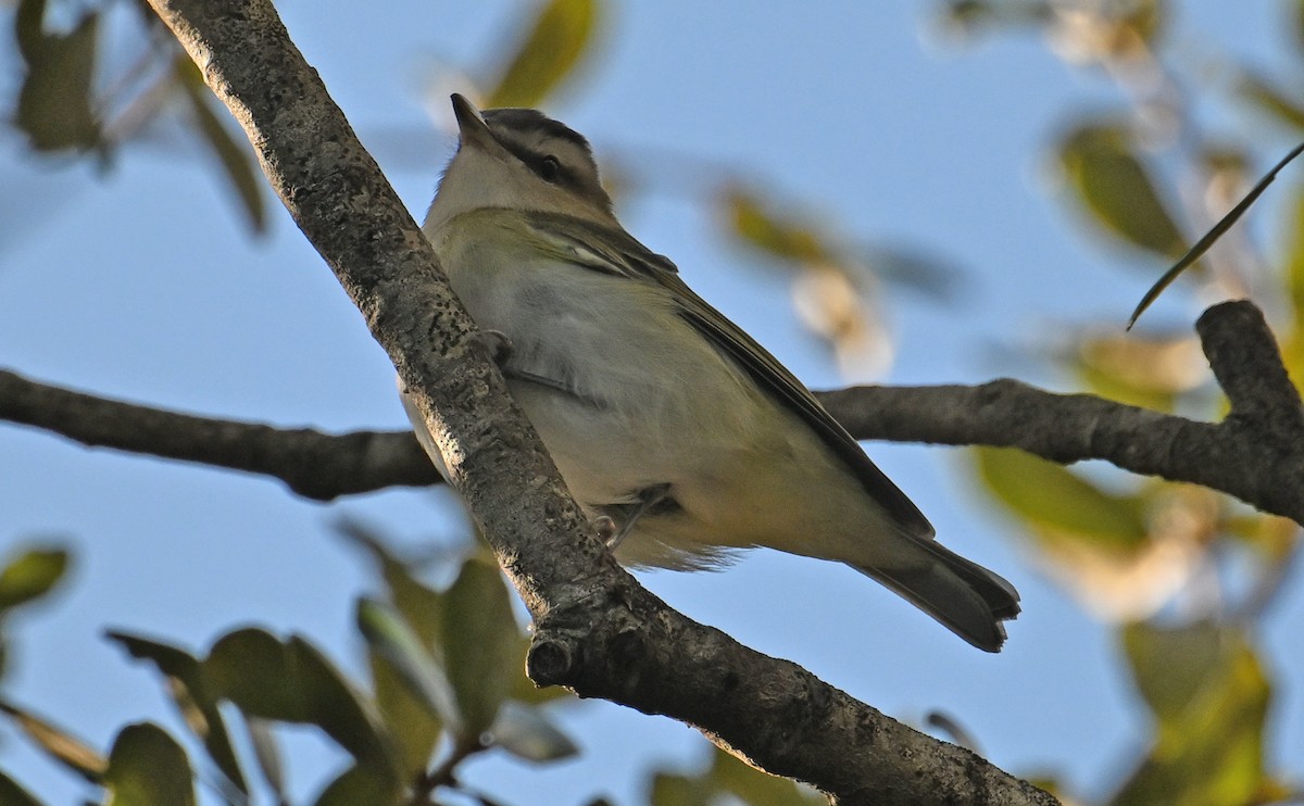 Kızıl Gözlü Vireo - ML644595947