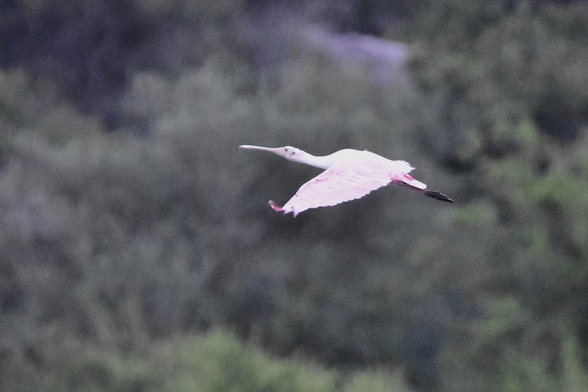 kolpík růžový - ML644595953