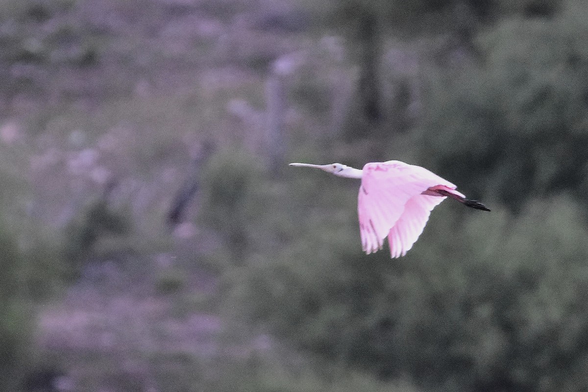 kolpík růžový - ML644595954