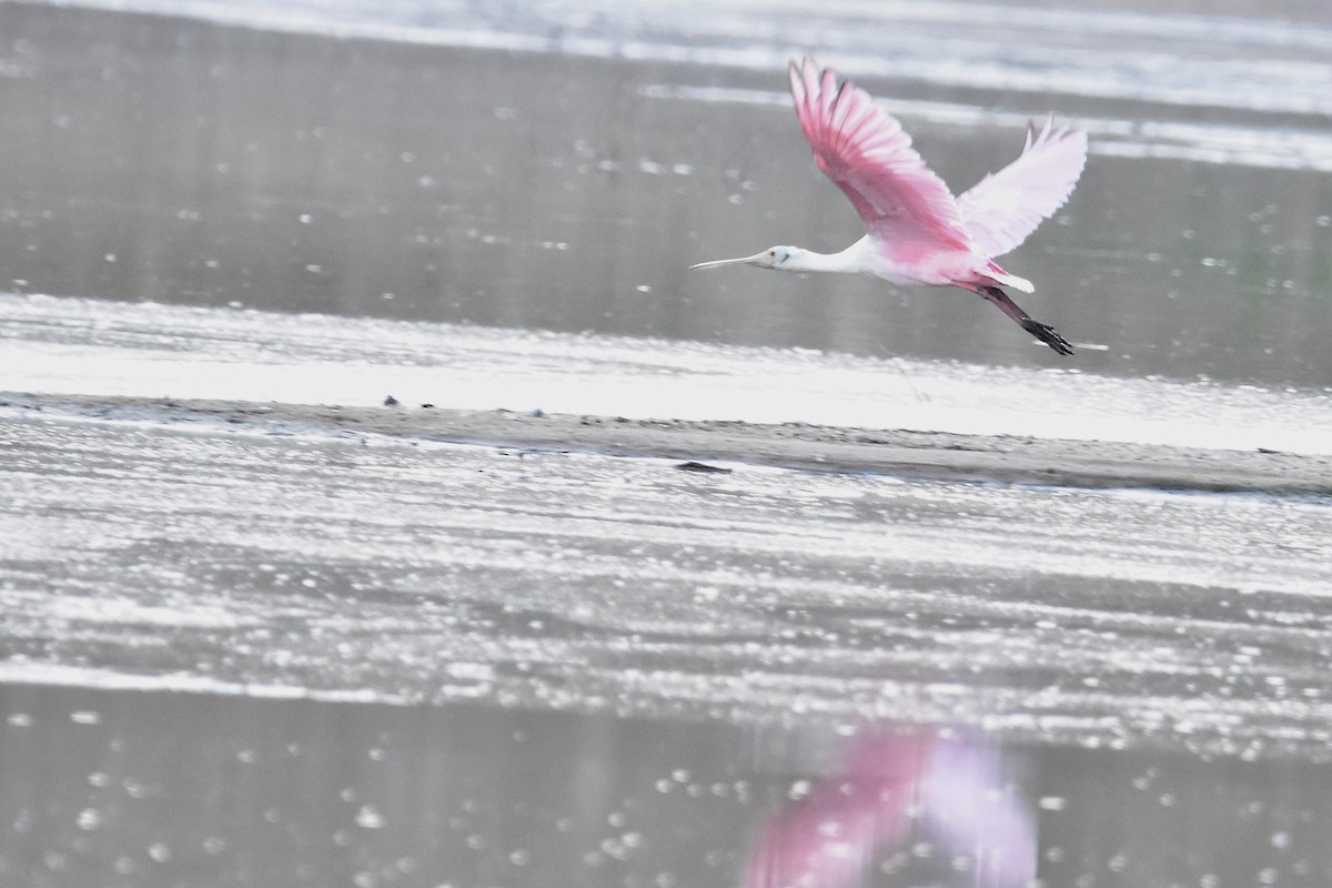 kolpík růžový - ML644595955