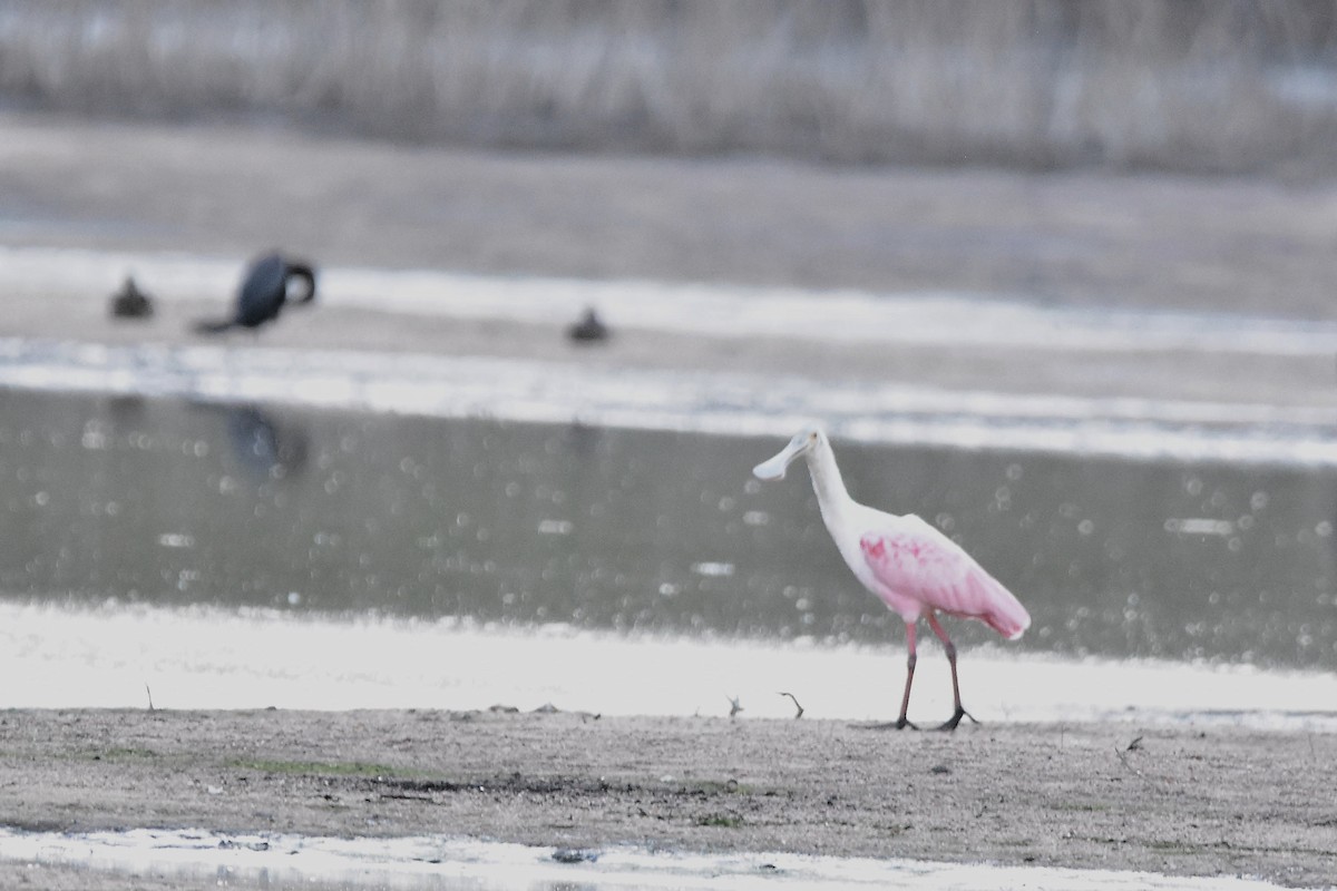 kolpík růžový - ML644595956