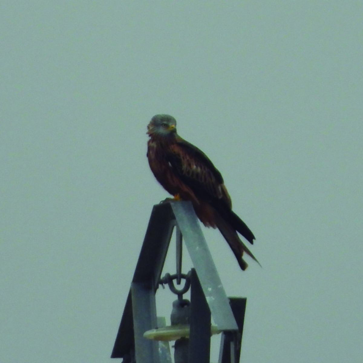 Red Kite - ML644595957