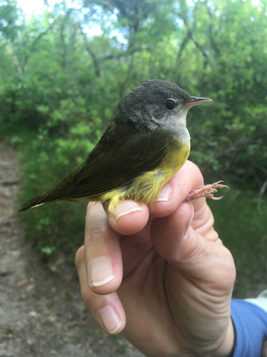 Цитринка чорновола - ML644595961