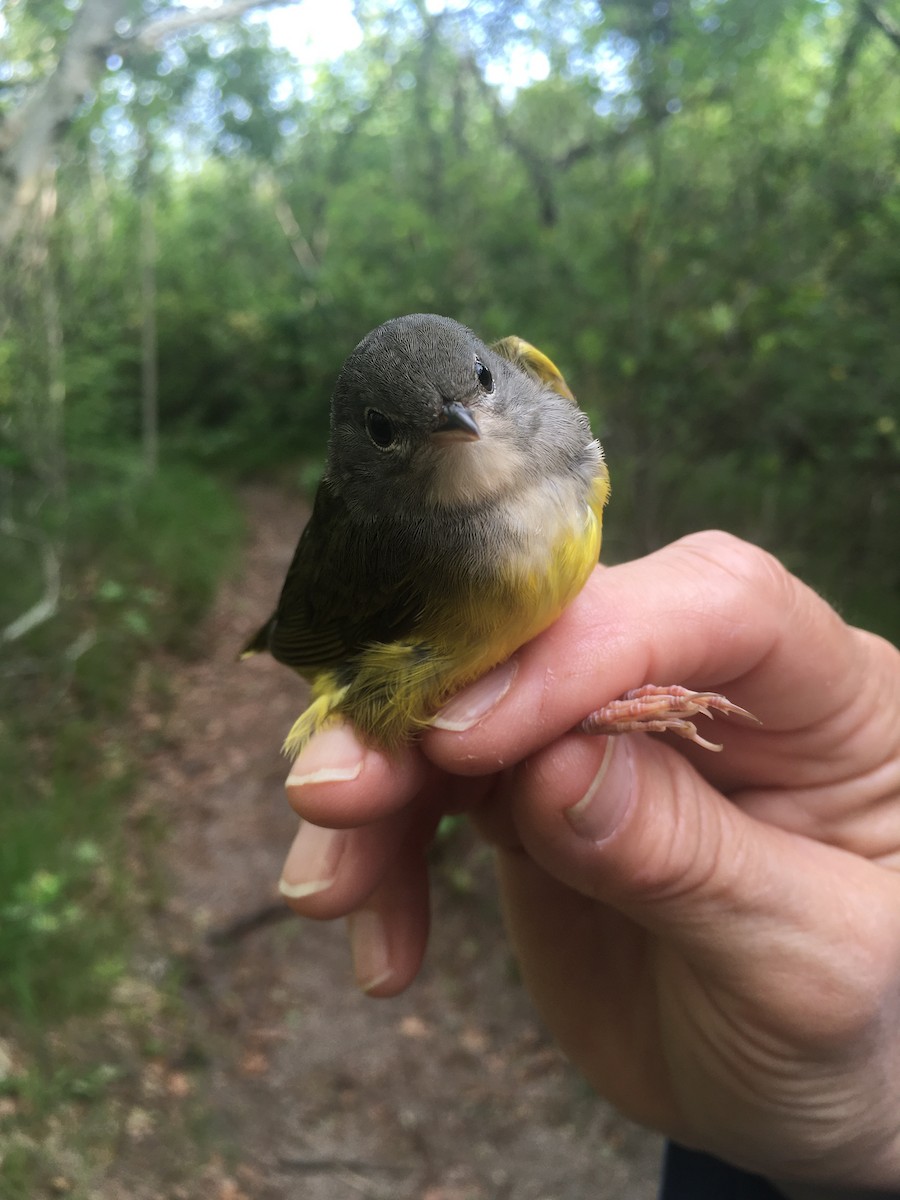 Цитринка чорновола - ML644595962