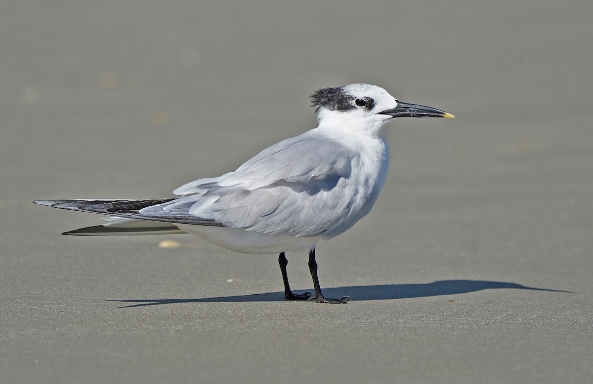 Пестроносая крачка - ML644595963