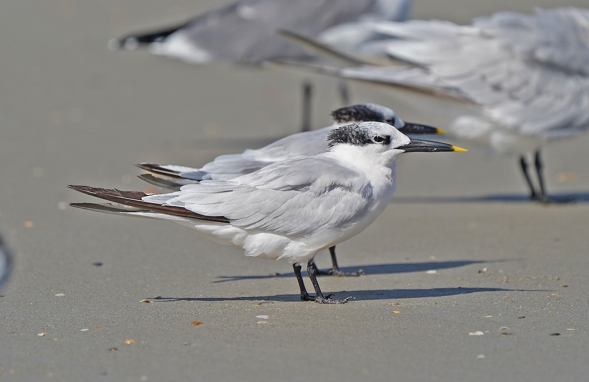 Пестроносая крачка - ML644595964