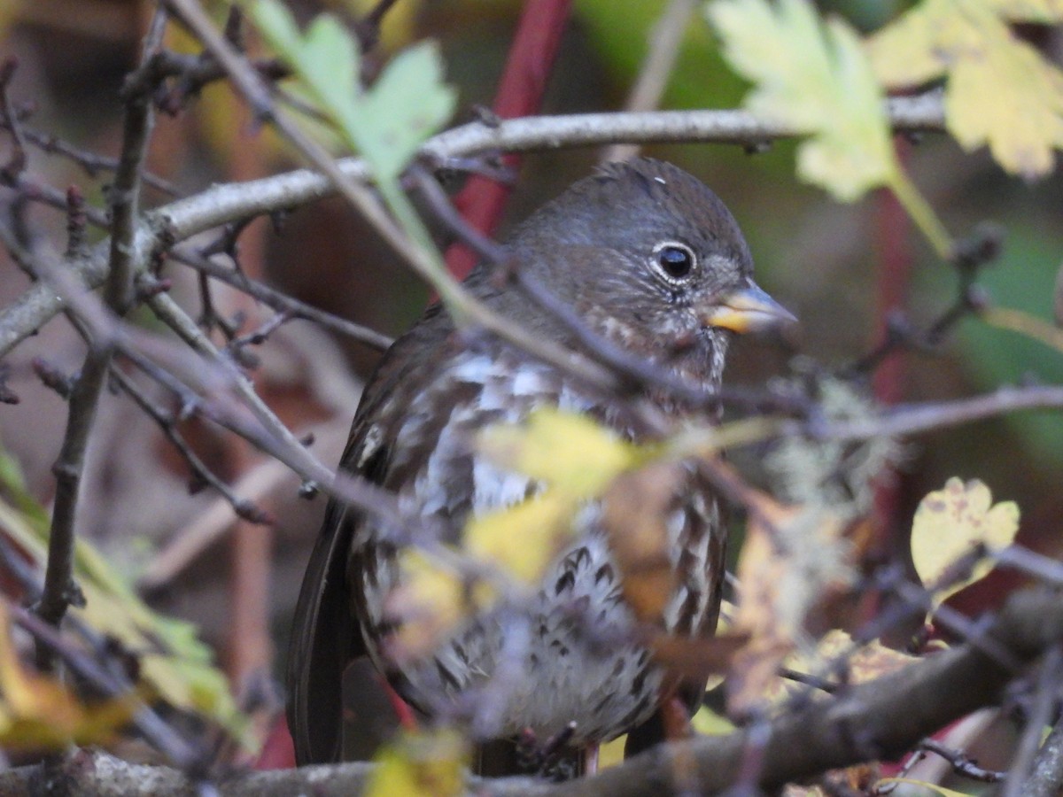 strnadec kaštanový - ML644595972