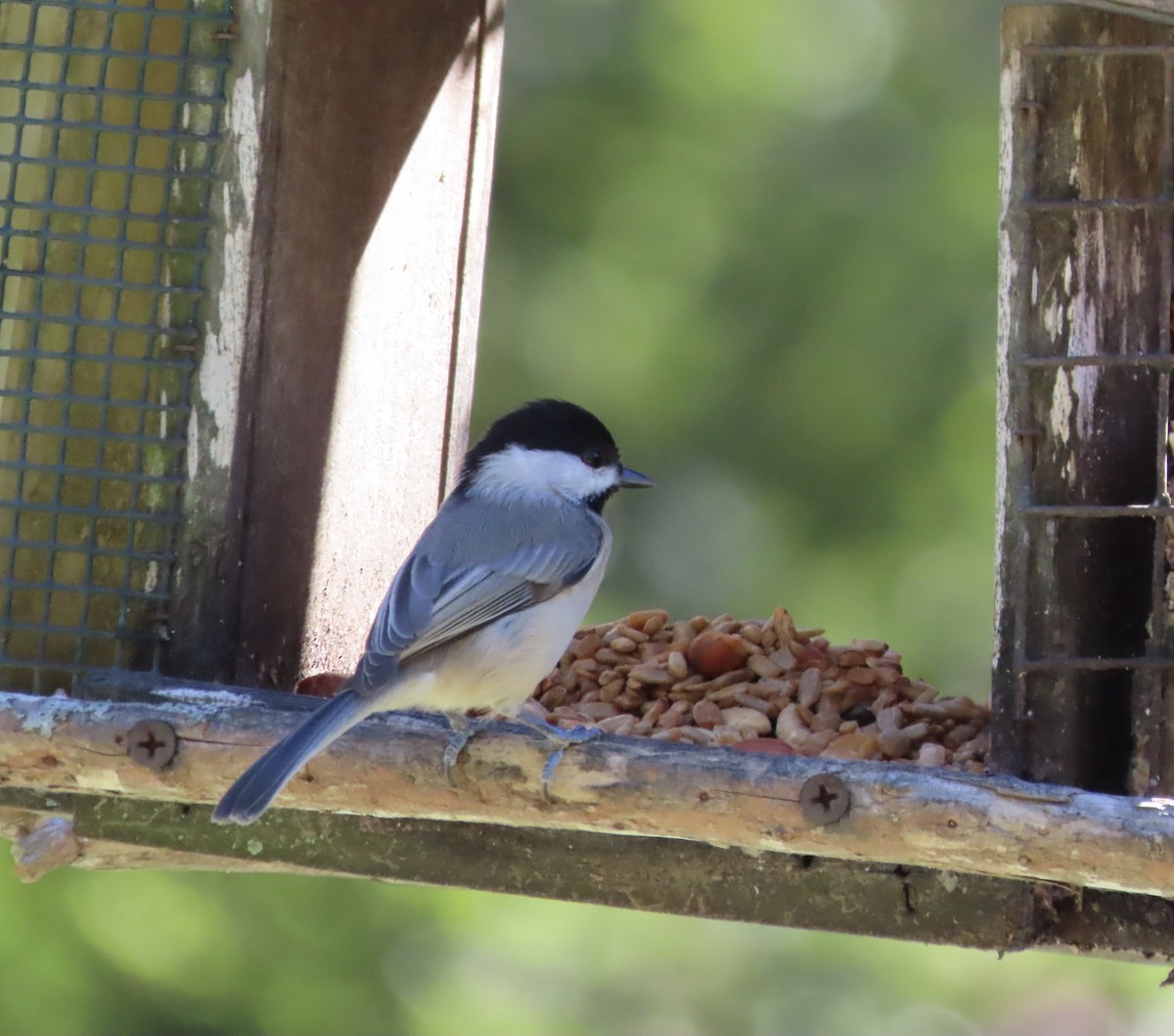 Carolina Chickadee - ML644595973