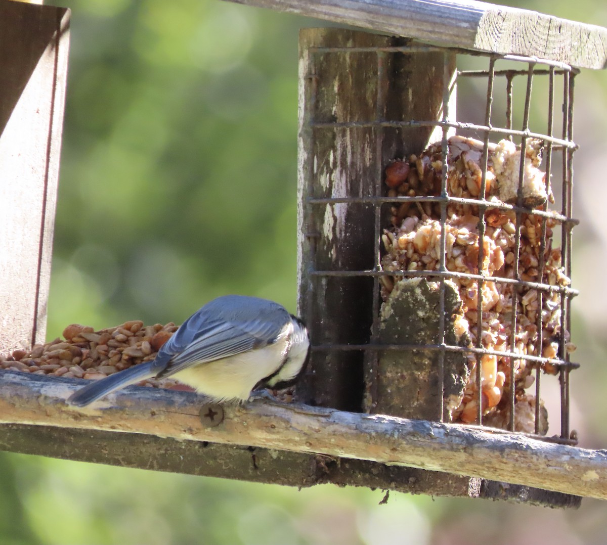 Carolina Chickadee - ML644595974