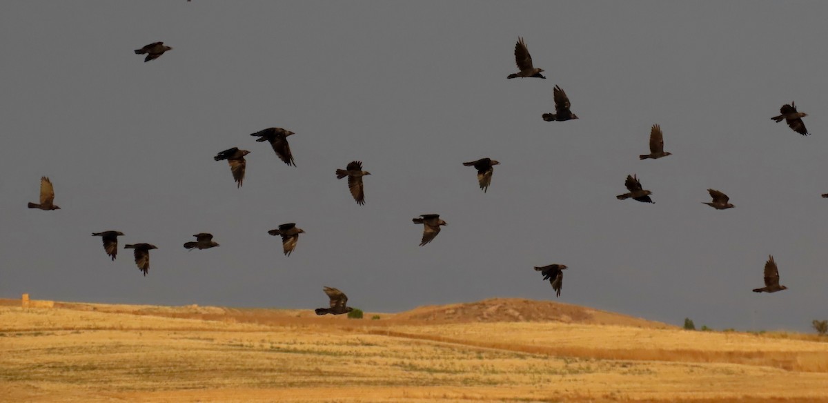 Taccola - ML644595983