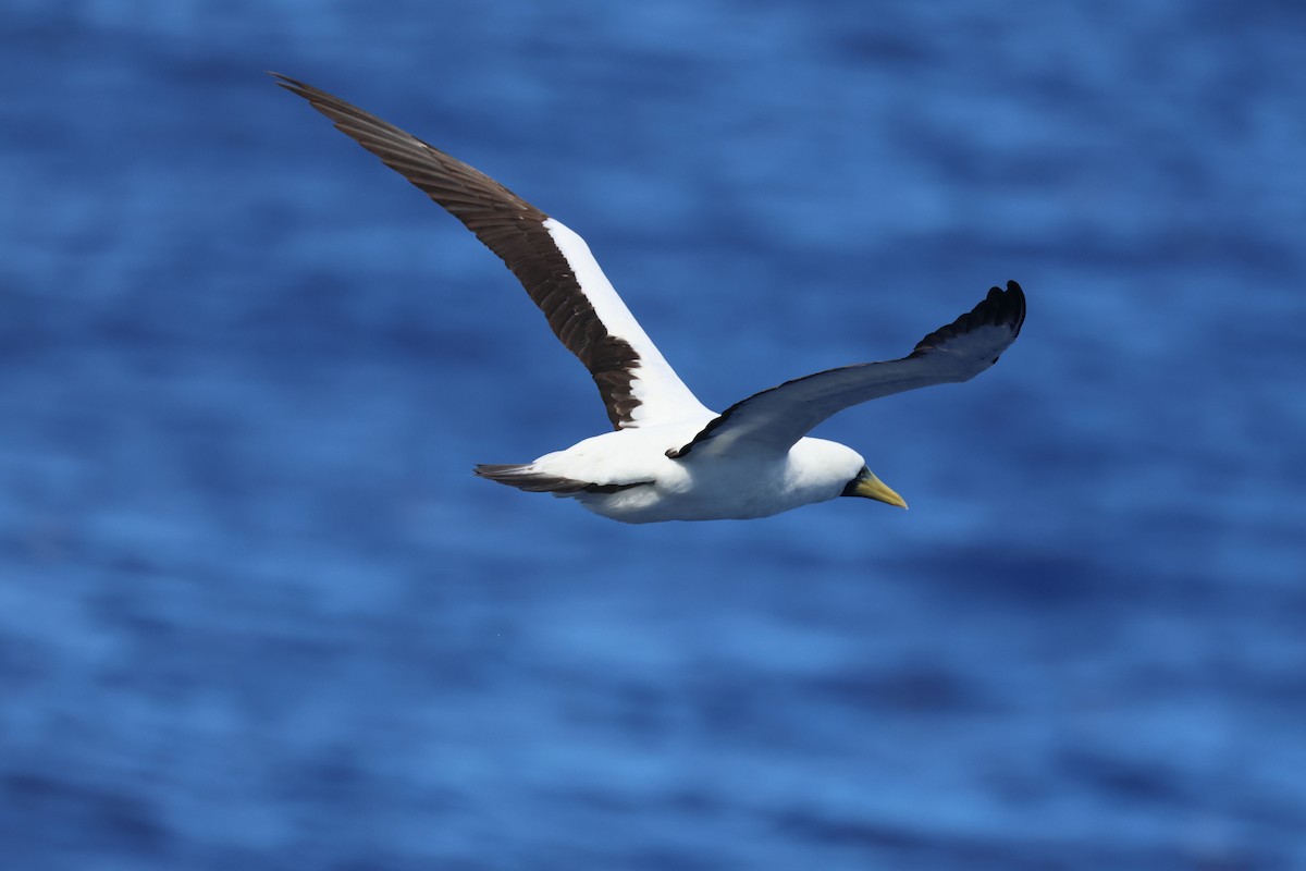 Сула жовтодзьоба - ML644595984