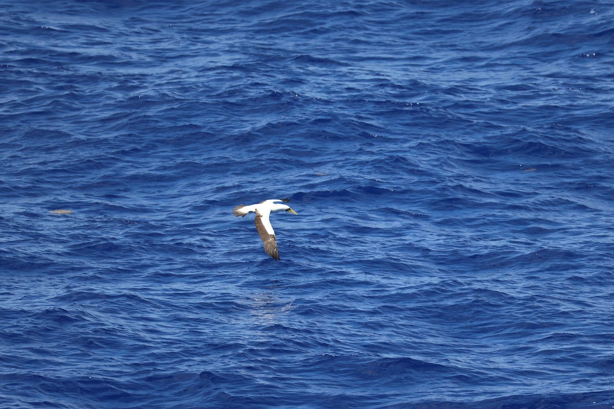 Сула жовтодзьоба - ML644595985