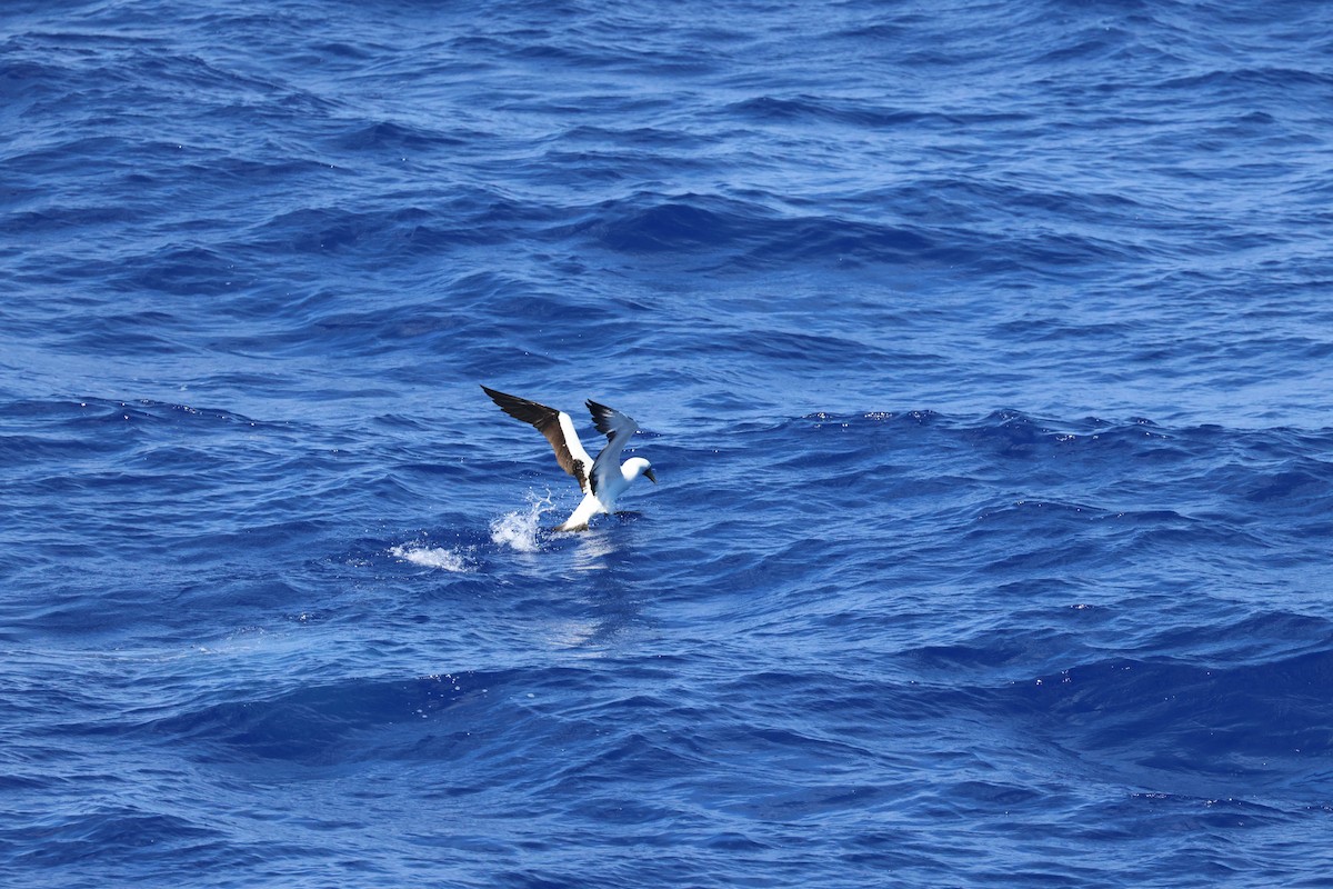 Сула жовтодзьоба - ML644595986