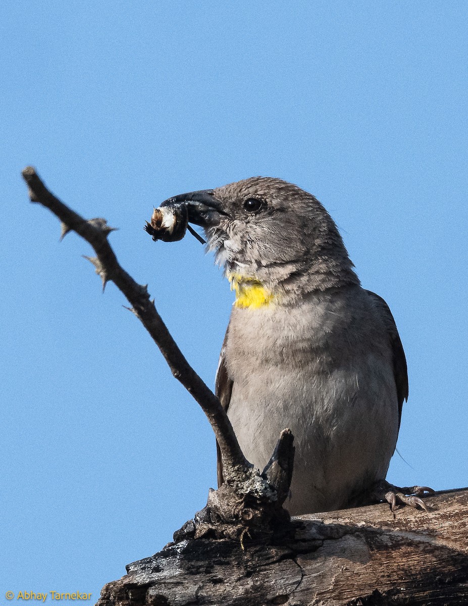 Sarı Boğazlı Serçe - ML644595987