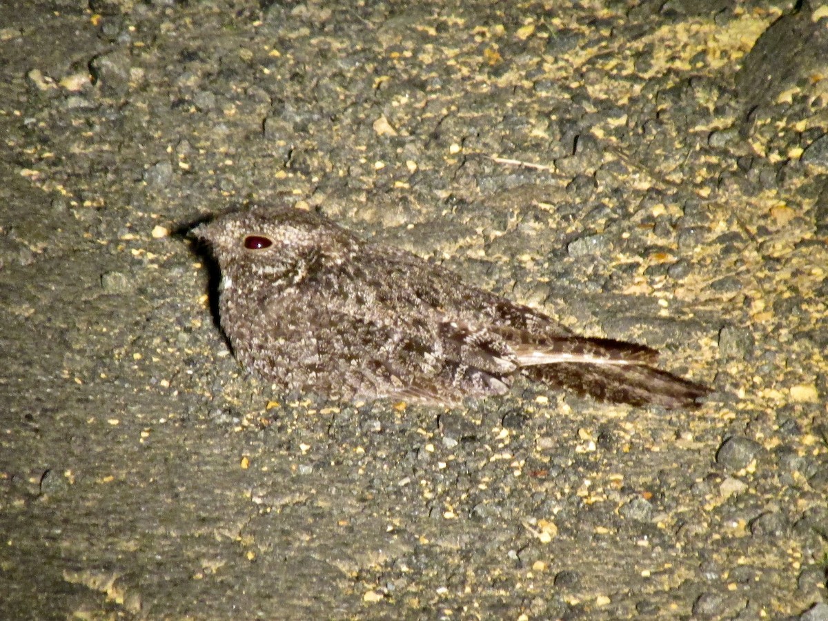 lelek pihovaný - ML644595989