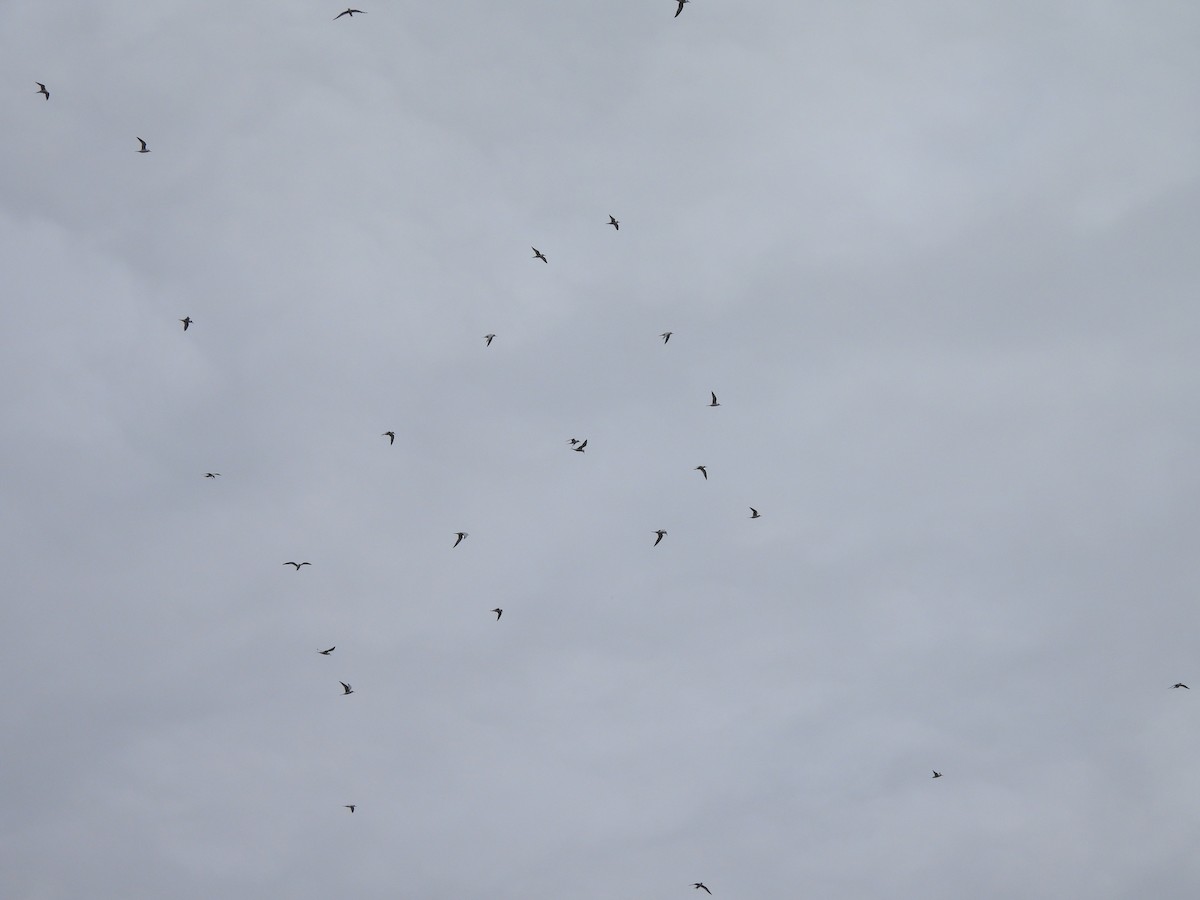 Forster's Tern - ML644595993