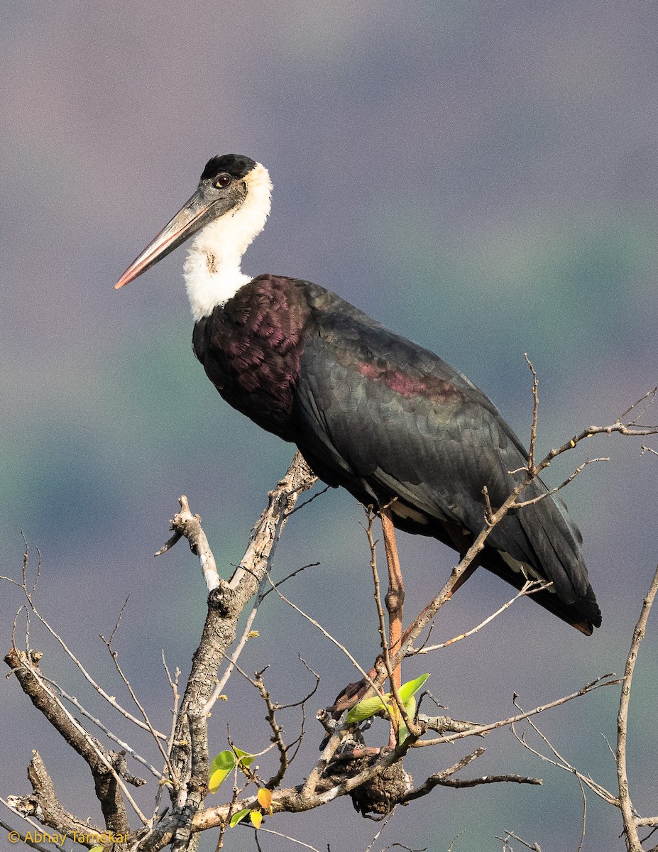 Asya Keşiş Leyleği - ML644595995