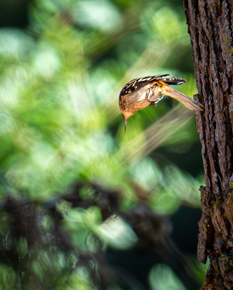 amerikatrekryper - ML644596001