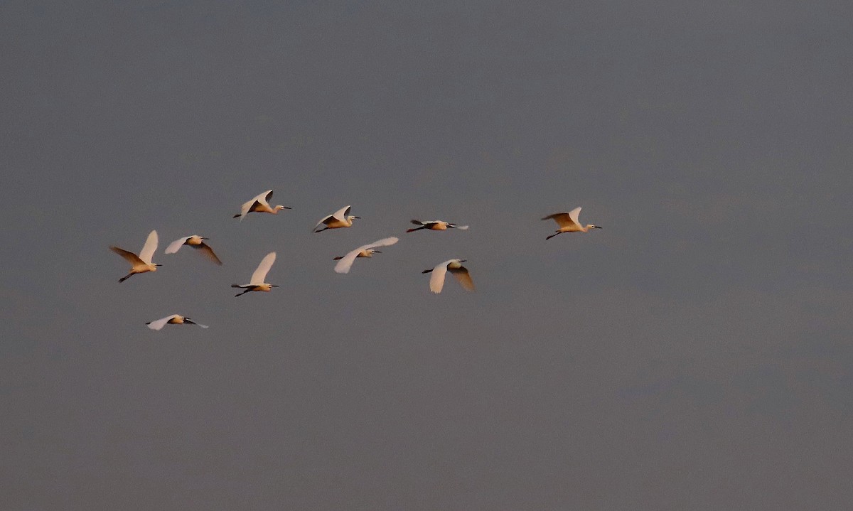 Little Egret - ML644596002