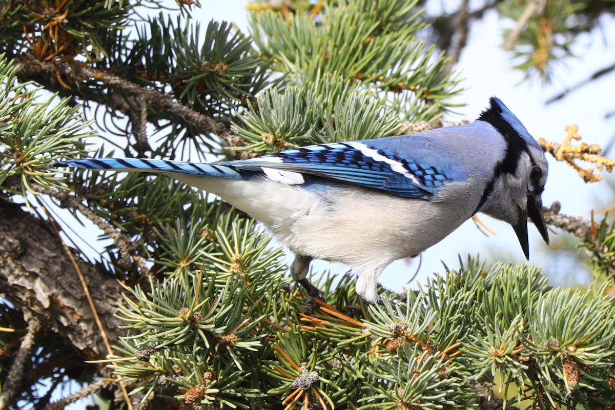 Blue Jay - ML644596003