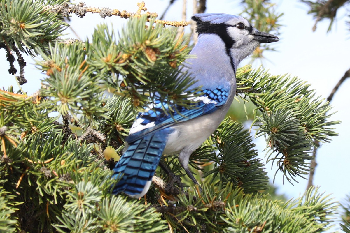 Blue Jay - ML644596004