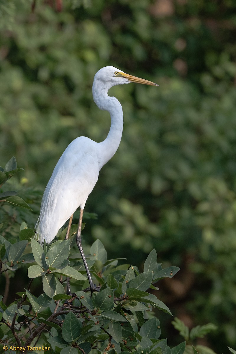 Büyük Ak Balıkçıl - ML644596014