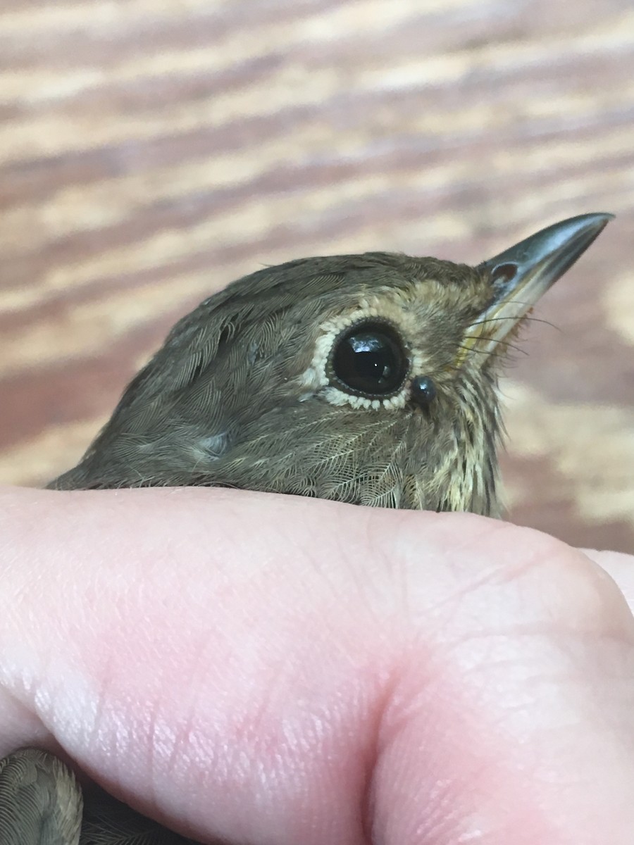 Grive à dos olive (groupe swainsoni) - ML644596016