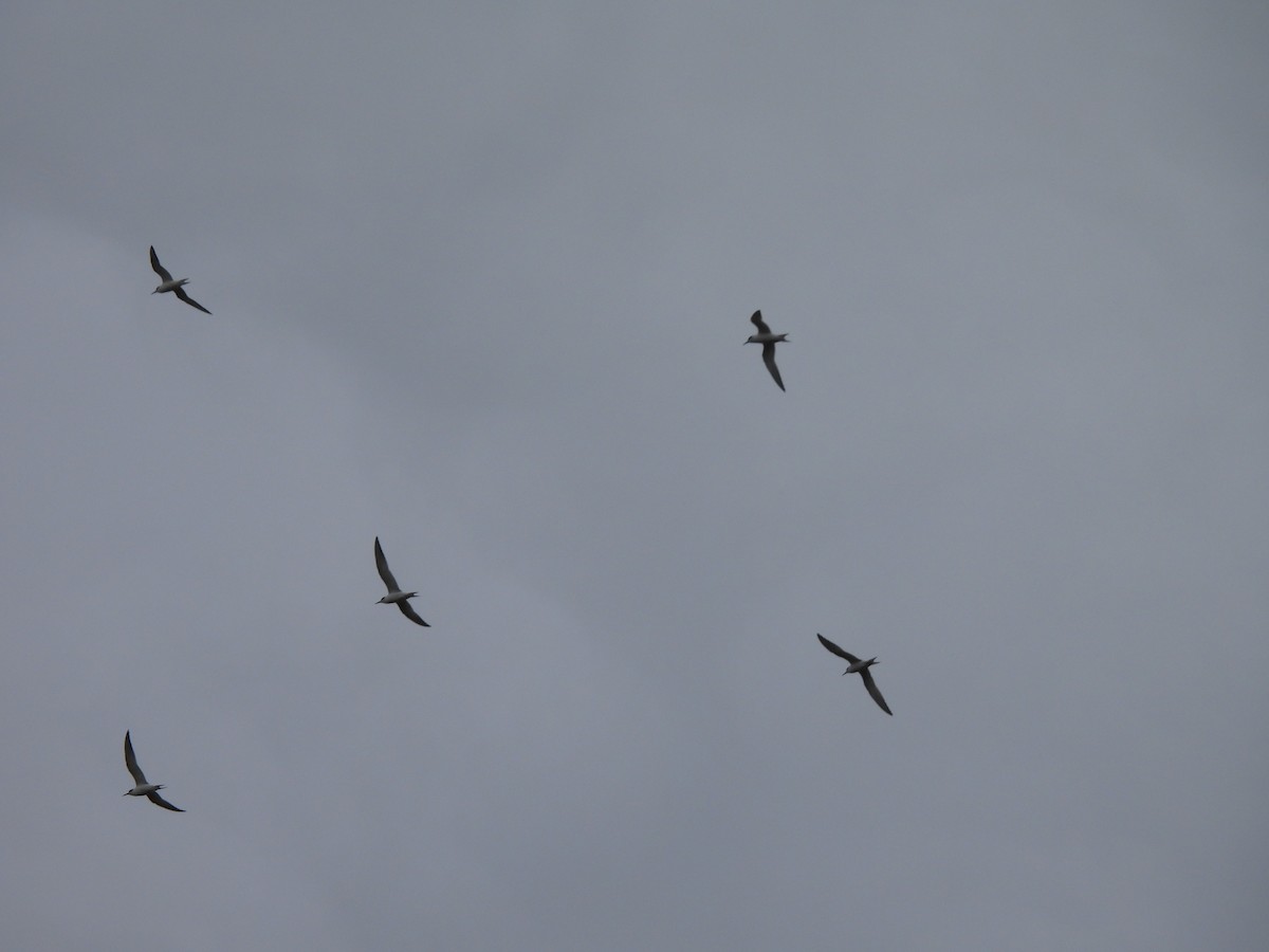 Forster's Tern - ML644596017