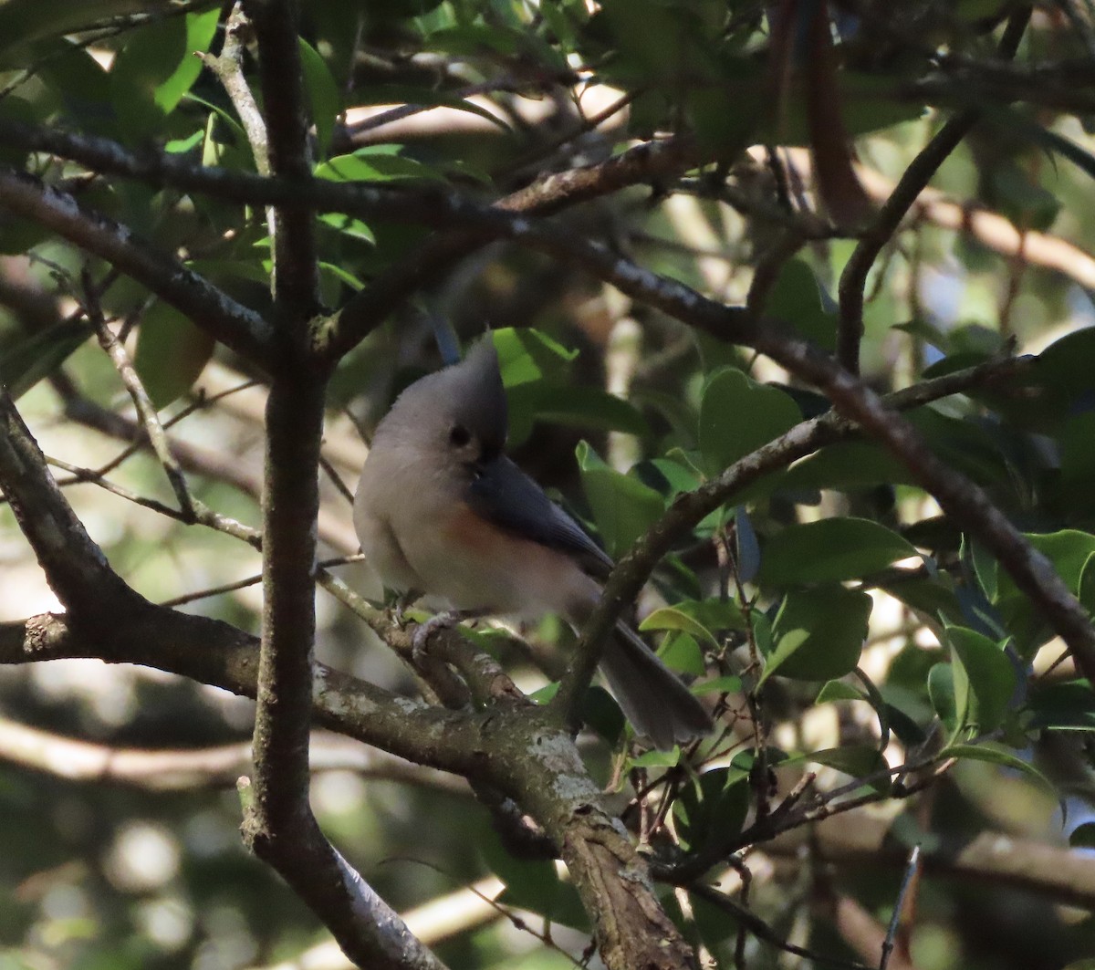 gråduskmeis - ML644596018