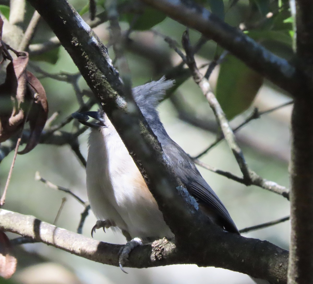 gråduskmeis - ML644596019