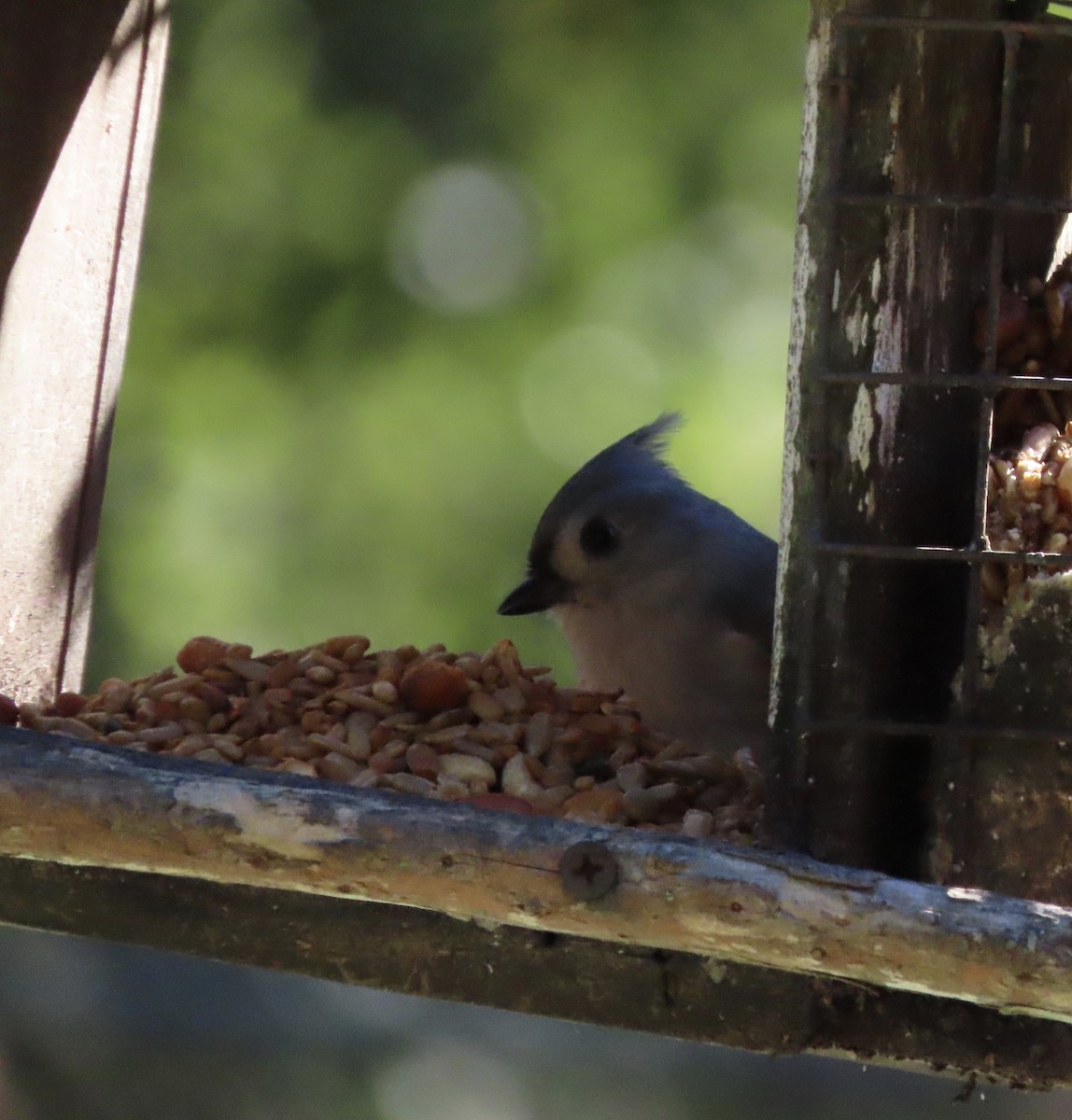 gråduskmeis - ML644596020