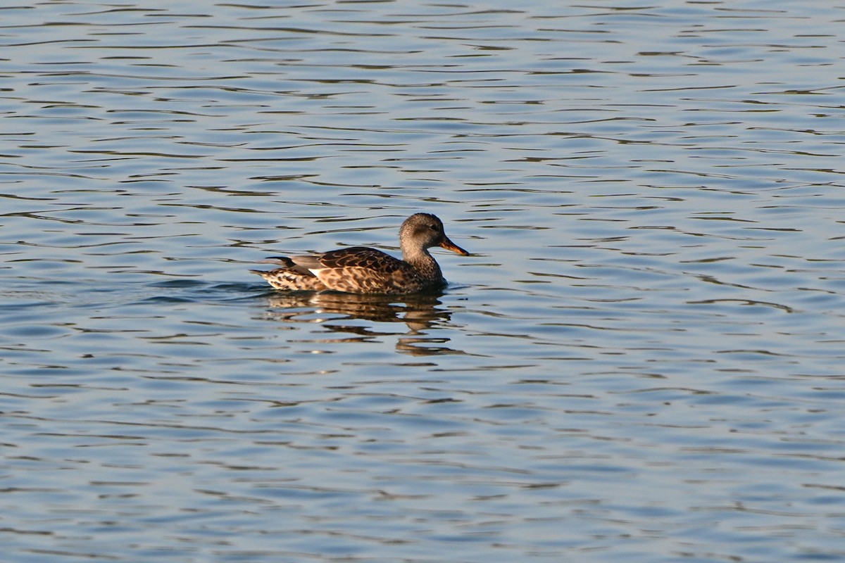 オカヨシガモ - ML644596025