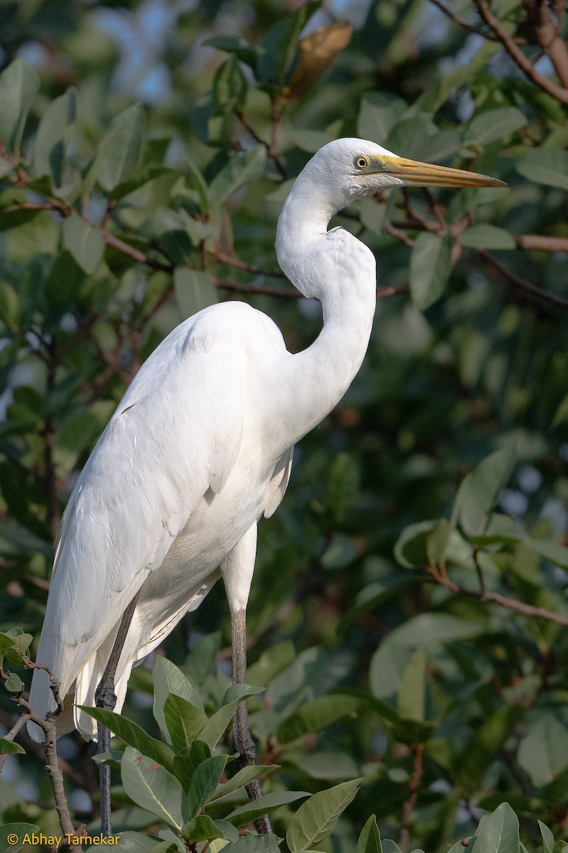 Büyük Ak Balıkçıl - ML644596033