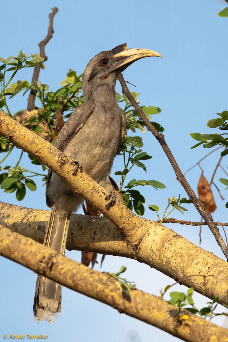 Hint Gri Boynuzgagası - ML644596045