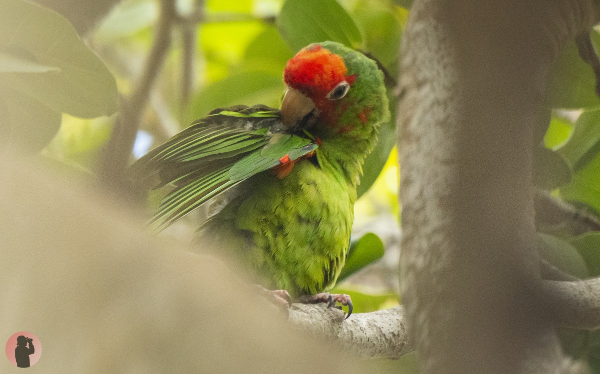 Red-masked Parakeet - ML644596046