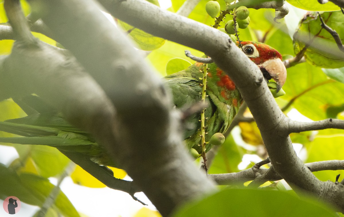 Red-masked Parakeet - ML644596047