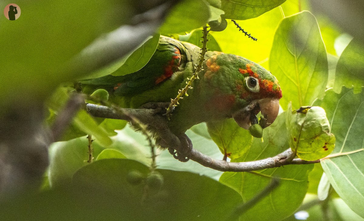 Red-masked Parakeet - ML644596048