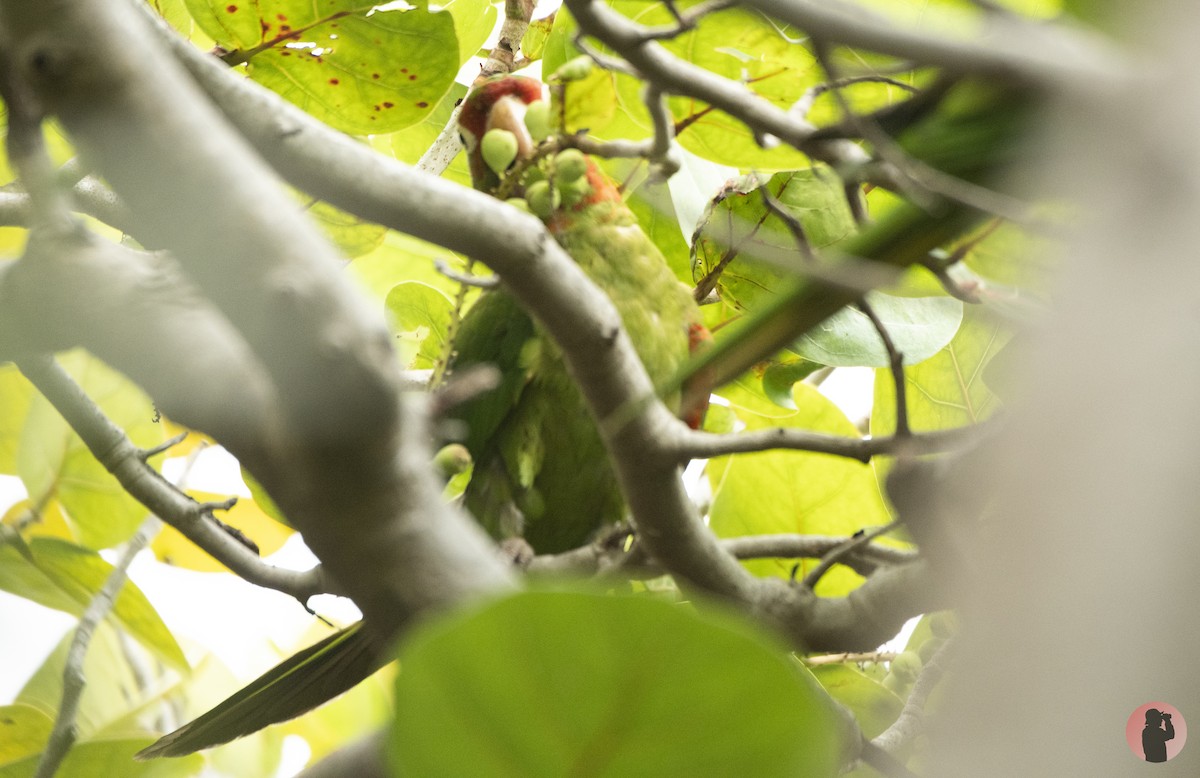 Red-masked Parakeet - ML644596049