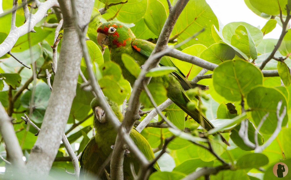 Red-masked Parakeet - ML644596050