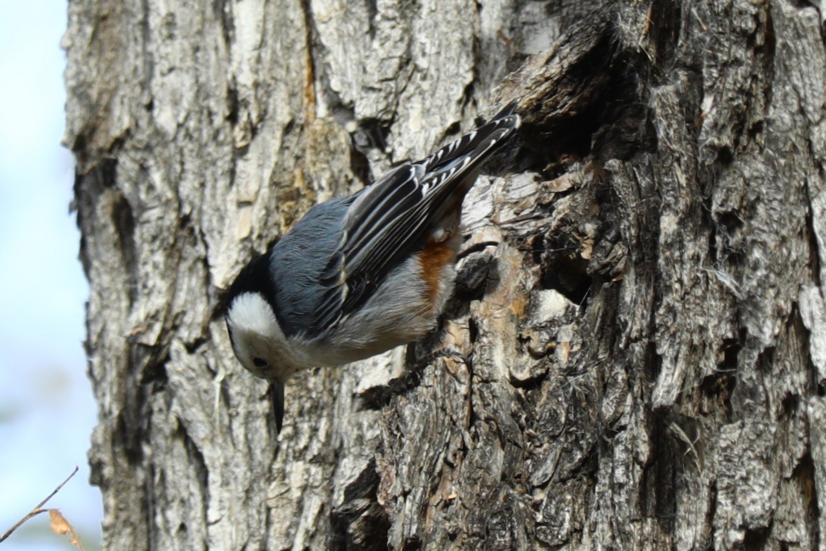 White-breasted Nuthatch - ML644596051