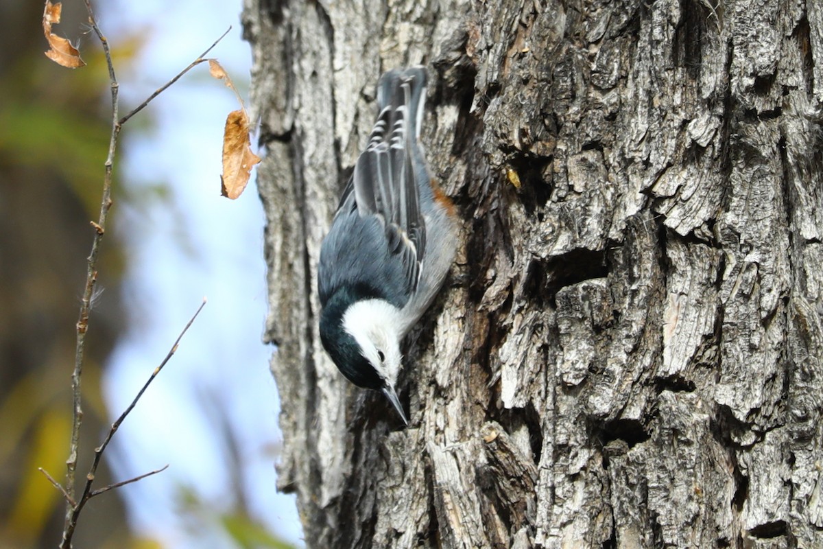 White-breasted Nuthatch - ML644596052