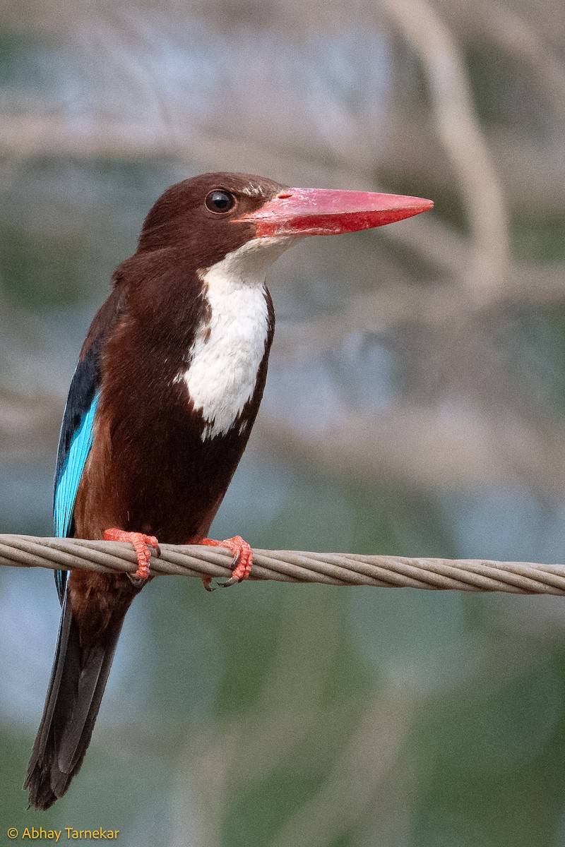 İzmir Yalıçapkını - ML644596062