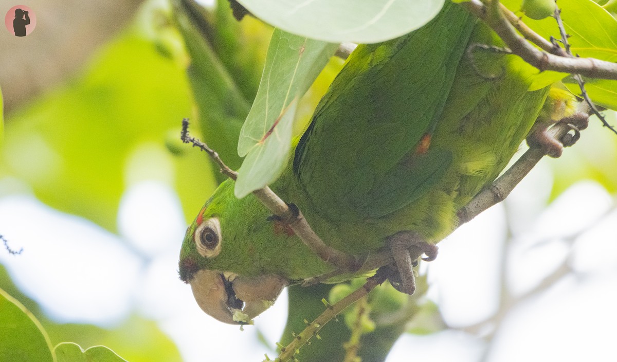 White-eyed Parakeet - ML644596064