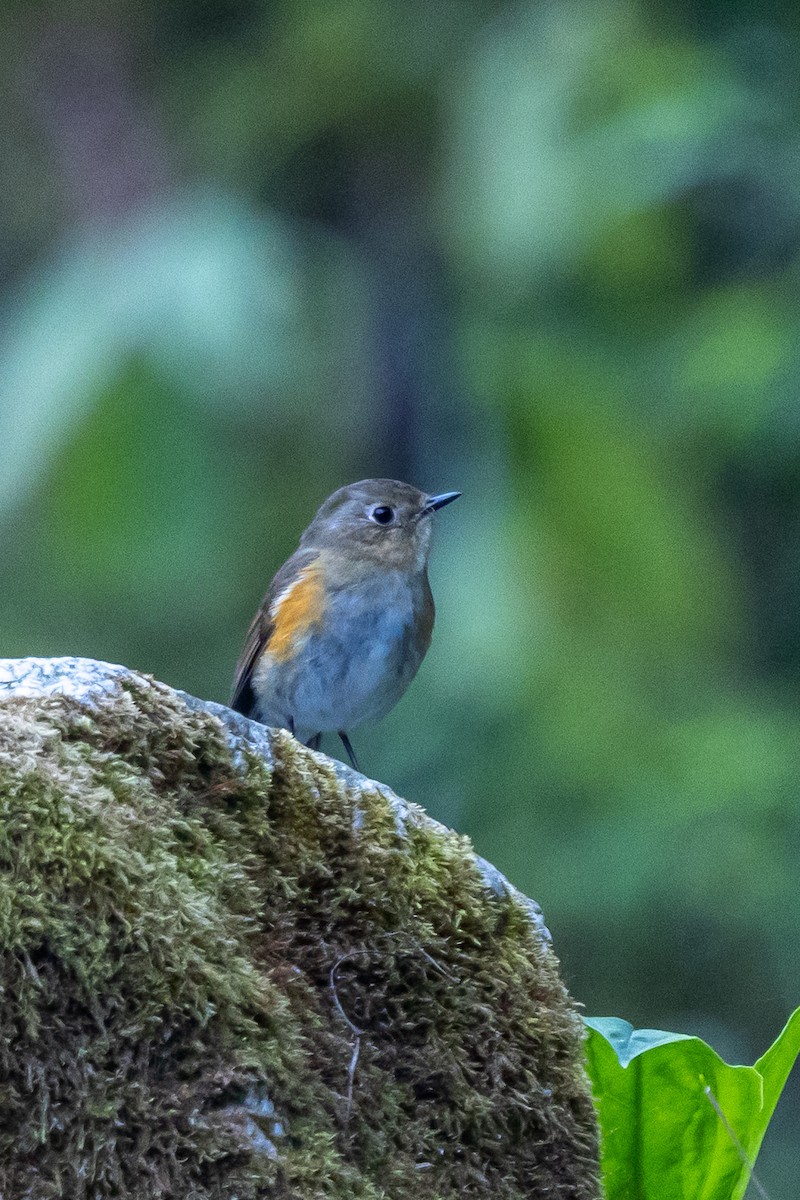 Himalaya Mavi Kuyruklu Bülbülü - ML644596068